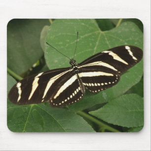 Zebra Longwing Vlinder Muismat