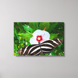 Zebra longwing vlinder op een Hibiscus Red Heart Canvas Afdruk