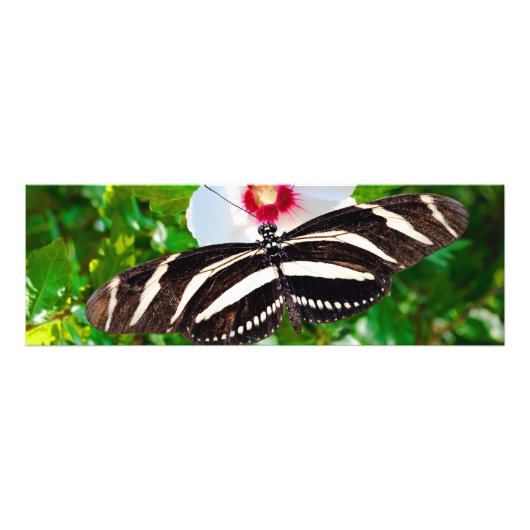Zebra longwing vlinder op een Hibiscus Red Heart Foto Afdruk (Voorkant)