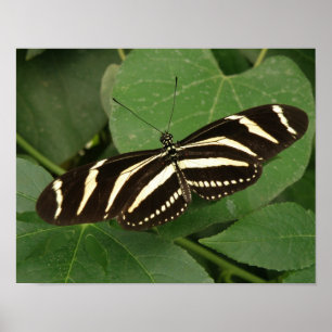 Zebra Longwing Vlinder Print