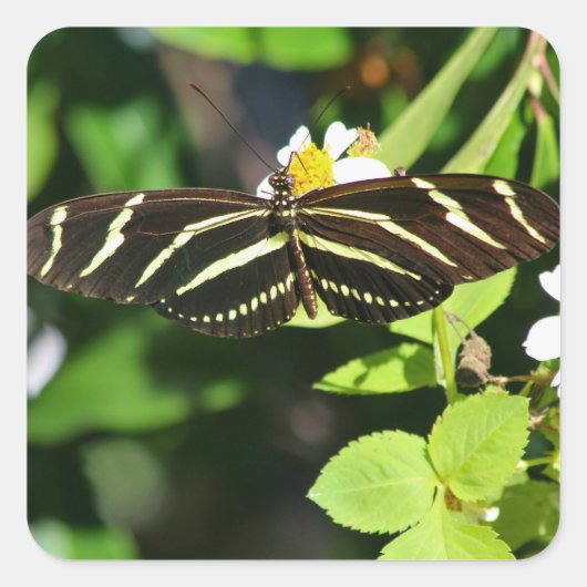 Zebra Longwing Vlinder Vierkante Sticker (Voorkant)