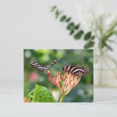 Zebra Longwing Vlinders, FL – ansichtkaart Briefkaart (Staand voorkant)