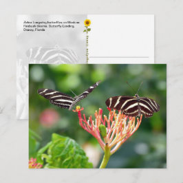 Zebra Longwing Vlinders, FL – ansichtkaart Briefkaart