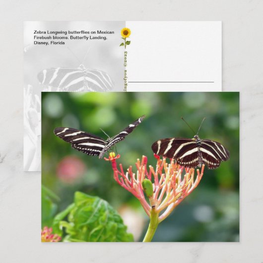 Zebra Longwing Vlinders, FL – ansichtkaart Briefkaart (Voorkant / Achterkant)
