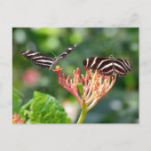 Zebra Longwing Vlinders, FL – ansichtkaart Briefkaart (Voorkant)