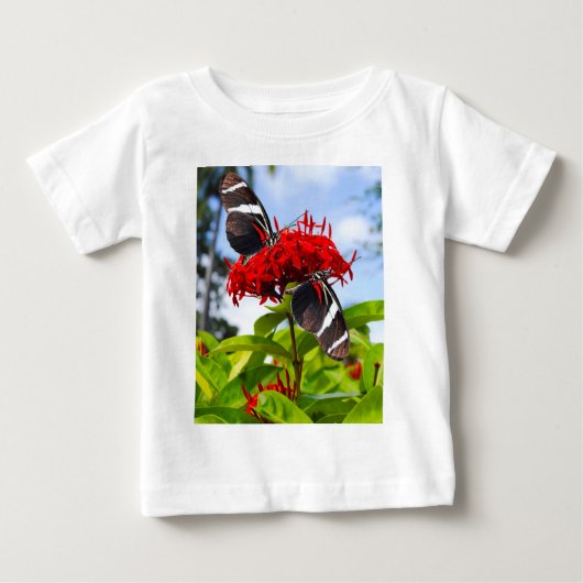 Zebra longwing vlinders op rode bloemen (Voorkant)