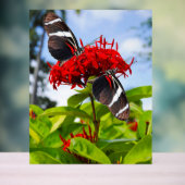 Zebra longwing vlinders op rode bloemen acryl bord (Neutraal)