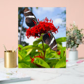 Zebra longwing vlinders op rode bloemen acryl bord (Huwelijk)