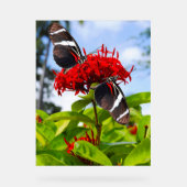 Zebra longwing vlinders op rode bloemen acryl bord (Voorkant)