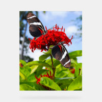 Zebra longwing vlinders op rode bloemen