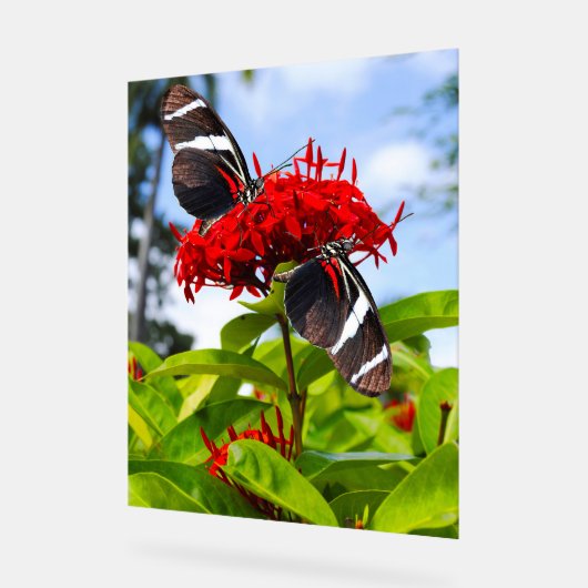 Zebra longwing vlinders op rode bloemen acryl bord (Hoek)