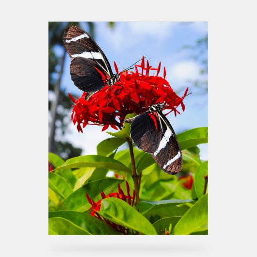 Zebra longwing vlinders op rode bloemen acryl bord (Voorkant)