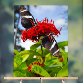 Zebra longwing vlinders op rode bloemen acryl bord (Neutraal)