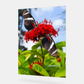 Zebra longwing vlinders op rode bloemen acryl bord (Hoek)