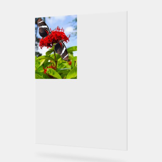Zebra longwing vlinders op rode bloemen acryl bord (Hoek)
