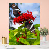 Zebra longwing vlinders op rode bloemen acryl bord (Huwelijk)