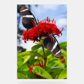 Zebra longwing vlinders op rode bloemen acryl bord (Voorkant)