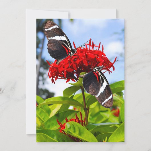 Zebra longwing vlinders op rode bloemen feestdagenkaart (Voorkant)