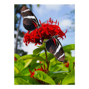 Zebra longwing vlinders op rode bloemen perfect poster