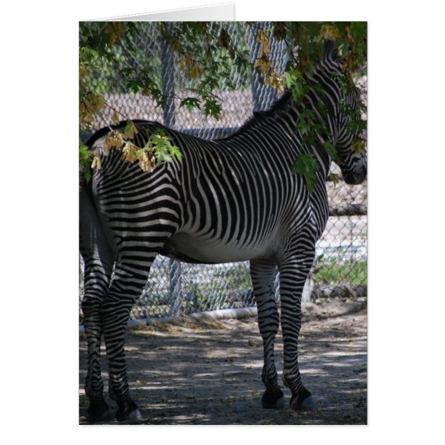 Zebra Love (Voorkant)