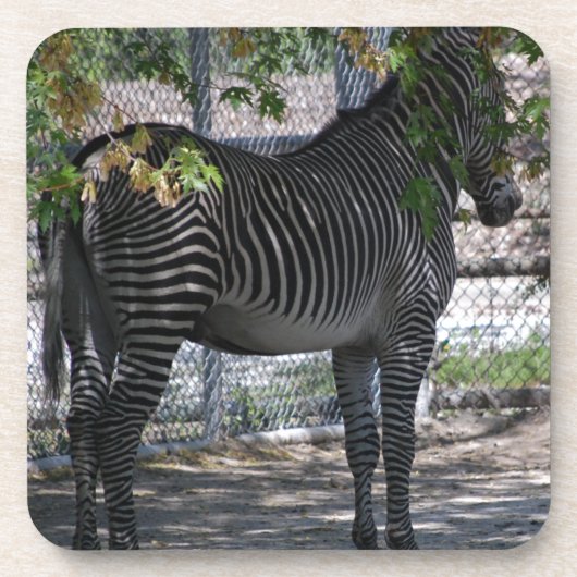 Zebra Love Bier Onderzetter (Voorkant)