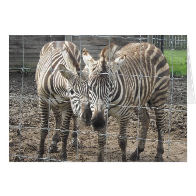 Zebra Love - blank (Voorkant Horizontaal)