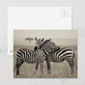 Zebra Love Briefkaart (Voorkant / Achterkant)