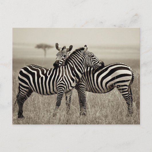 Zebra Love Briefkaart (Voorkant)