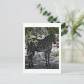 Zebra Love Briefkaart (Staand voorkant)