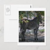 Zebra Love Briefkaart (Voorkant / Achterkant)