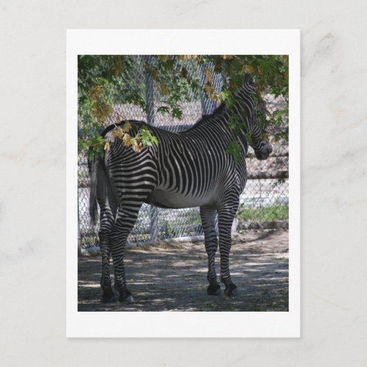 Zebra Love Briefkaart (Voorkant)