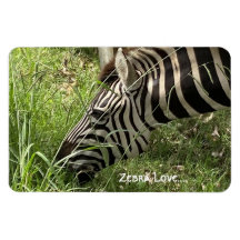 Zebra Love...Magnet