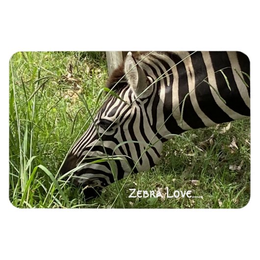 Zebra Love...Magnet Magneet (Horizontaal)