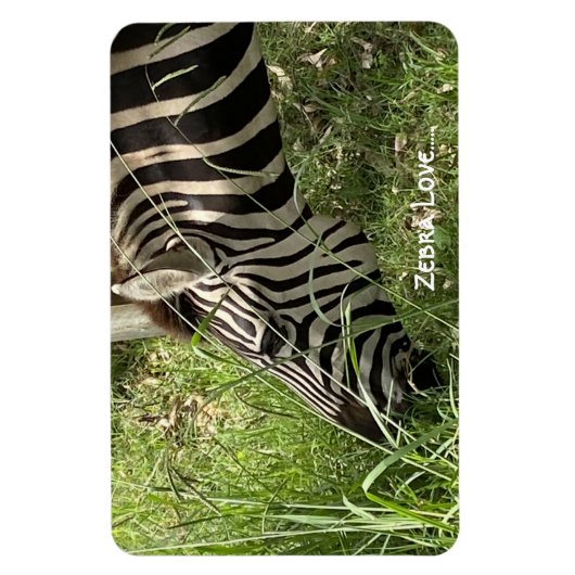 Zebra Love...Magnet Magneet (Verticaal)
