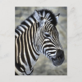 Zebra Lovers Art Gifts Briefkaart