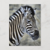 Zebra Lovers Art Gifts Briefkaart (Voorkant)