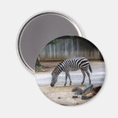 Zebra Magneet (Voorkant / Achterkant)