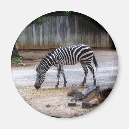 Zebra Magneet (Voorkant)