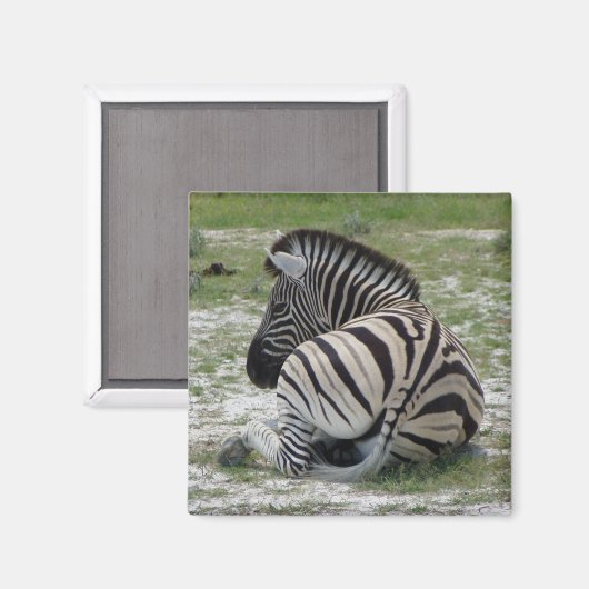 Zebra Magnet (Voorkant / Achterkant)