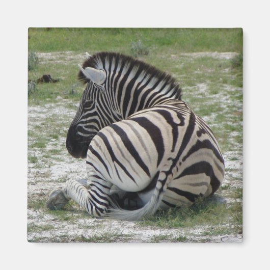 Zebra Magnet (Voorkant)