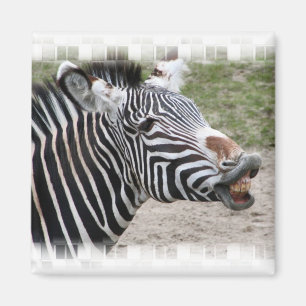 Zebra Magnet glimlachen