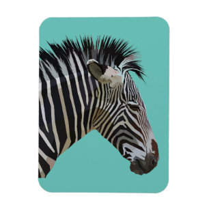 ZEBRA MAGNET MAGNEET