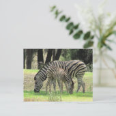zebra mama en jong briefkaart (Staand voorkant)