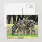 zebra mama en jong briefkaart (Voorkant / Achterkant)