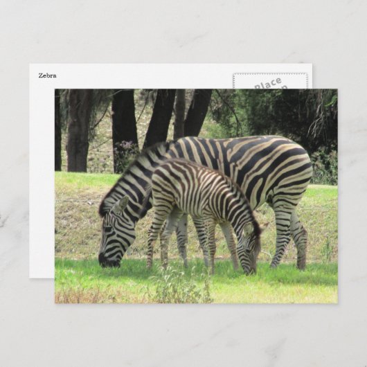 zebra mama en jong briefkaart (Voorkant / Achterkant)
