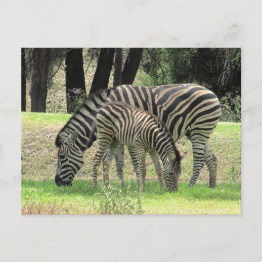 zebra mama en jong briefkaart (Voorkant)