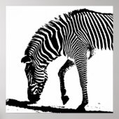 Zebra met schaduw poster (Voorkant)