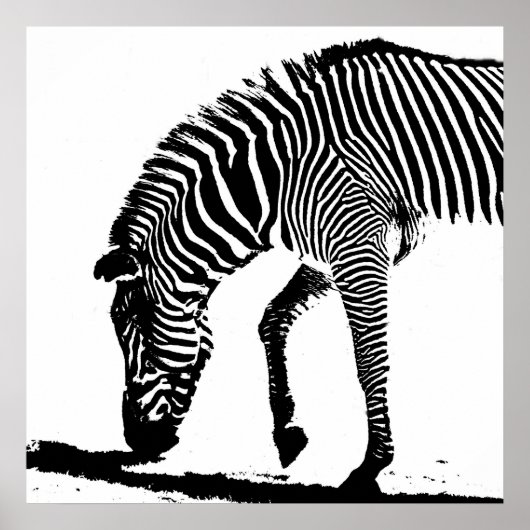 Zebra met schaduw poster (Voorkant)