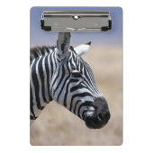 Zebra Mini Klembord (Voorkant)