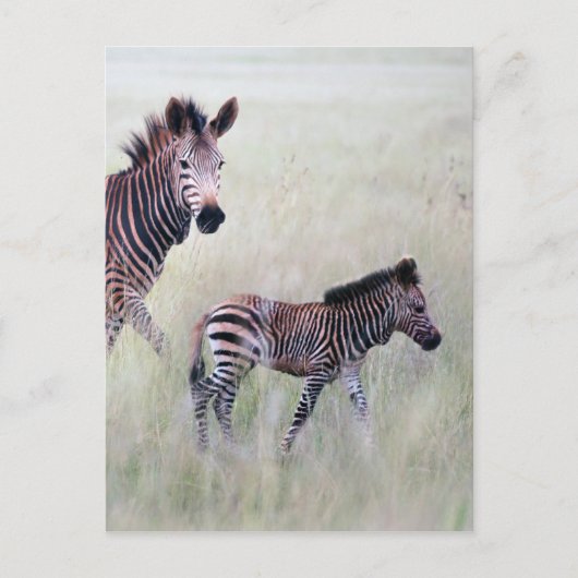Zebra moeder en baby briefkaart (Voorkant)